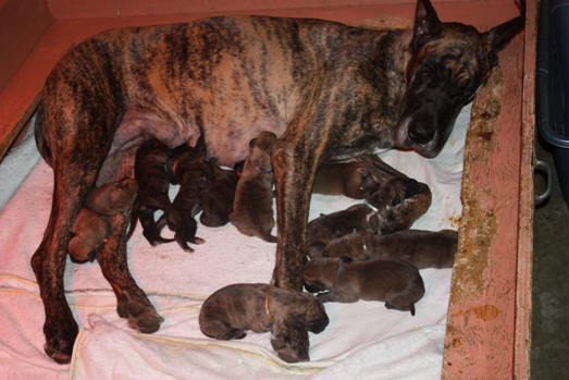 Baelan and all the Puppies